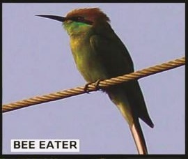 Bee Eater